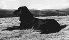 Floh