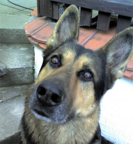 arie