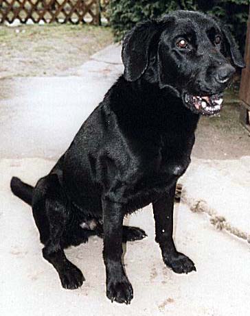 floh