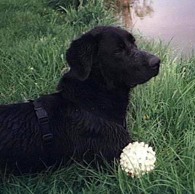 floh