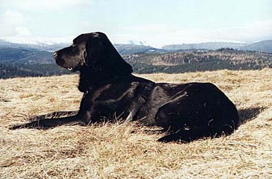 floh