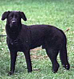 floh