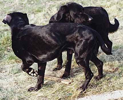 floh