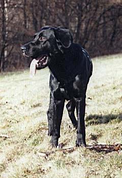 floh
