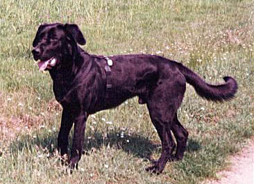 floh