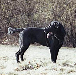 floh