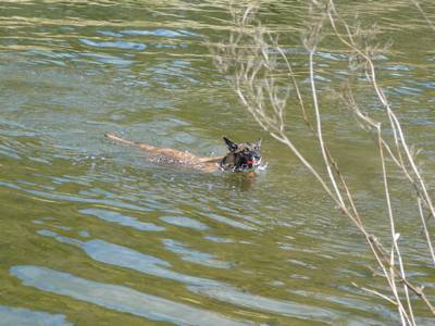 baden