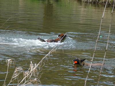 baden