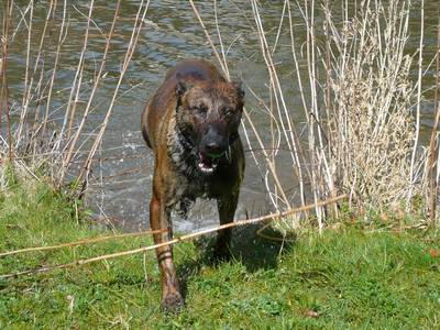 baden