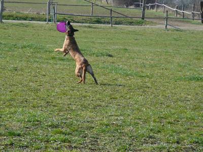 Frisbee