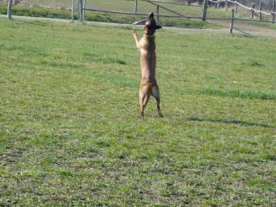 Frisbee