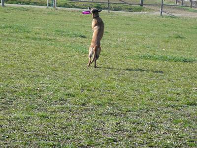Frisbee