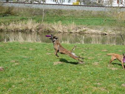 Frisbee