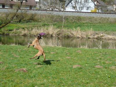 Frisbee