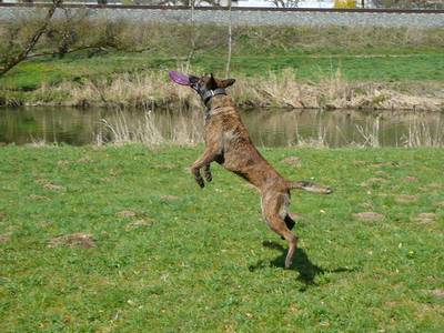 Frisbee