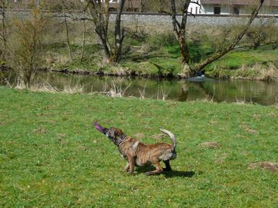 Frisbee