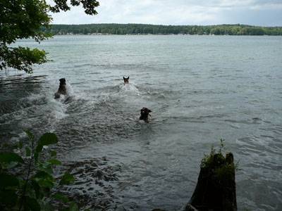 Werbellinsee