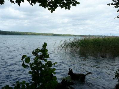 Werbellinsee