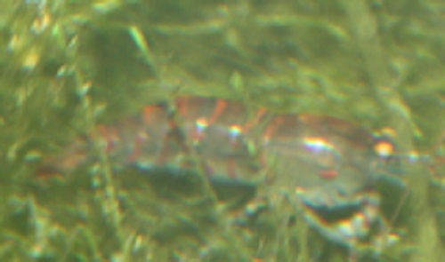 Tigergarnele