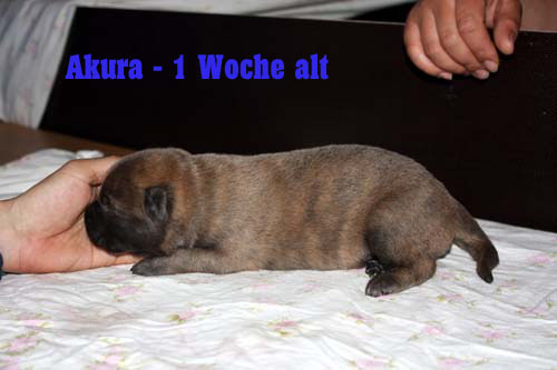 akura eine woche 