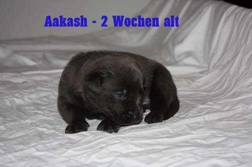 aakash zwei wochen 