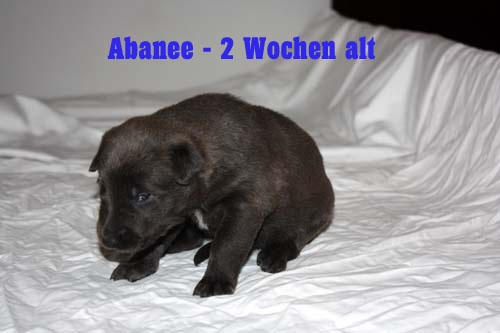 abanee zwei wochen 