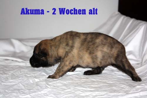 akuma 