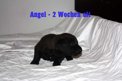 angel zwei wochen 