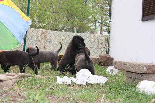 fuenfte Woche Welpenauslauf 