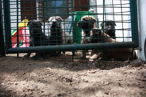 fuenfte Woche Welpenauslauf 