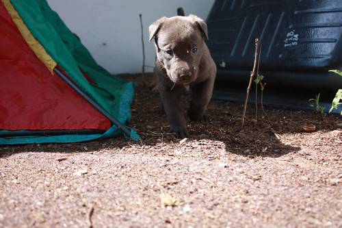 fuenfte Woche Welpenauslauf 