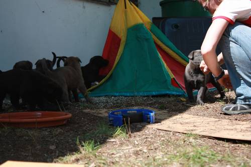 fuenfte Woche Welpenauslauf 