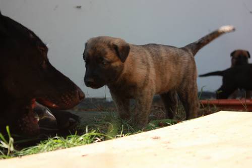 fuenfte Woche Welpenauslauf 