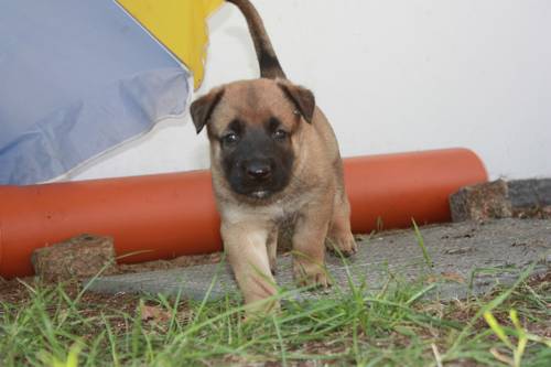 fuenfte Woche Welpenauslauf 