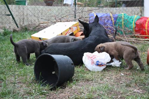 fuenfte Woche Welpenauslauf 