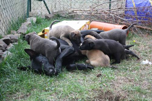 fuenfte Woche Welpenauslauf 