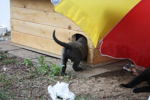 fuenfte Woche Welpenauslauf 