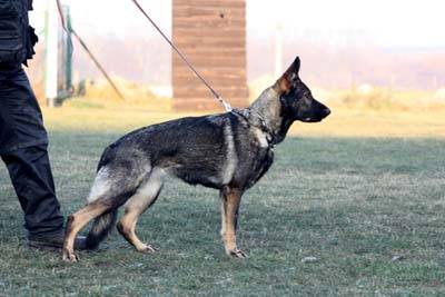 Xantia 