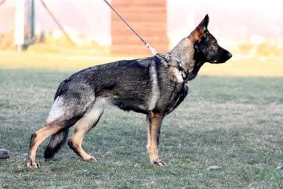 Xantia 