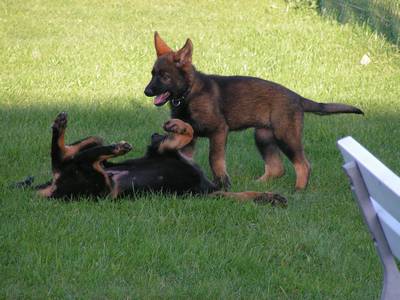 Xantia beim spielen 